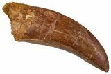 Serrated Carcharodontosaurus Tooth - Real Dinosaur Tooth #341112-1